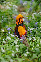 Golden pheasant (Chrysolophus pictus) male amongst Bluebells, introduced species, Wales, UK