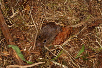 Short tailed field vole (Microtus agrestis) emerging from nest, Wales, UK