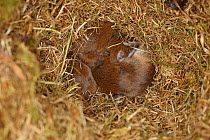 Short tailed field vole (Microtus agrestis) nest full of babies, Wales, UK