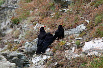 Chough (Pyrrhocorax pyrrhocorax) pair with fledgeling on cliff ledge, Wales, UK