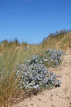 Sea holly (Eryngium maritimum) flowering on sand dunes, Wales, UK