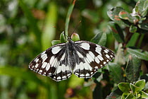 Marbled white butterfly (Melanargia galathea) female at rest, Wales, UK