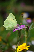 Brimstone butterfly (Gonepteryx rhamni) male feeding on Corncockle flower, Wales, UK