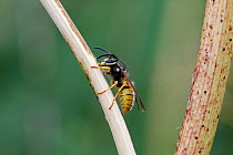 Common wasp (Vespula vulgaris) rasping surface of stem of Fools parsley, UK