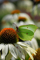 Brimstone butterfly (Gonepteryx rhamni) female feeding on nectar of Echinacea flower, UK
