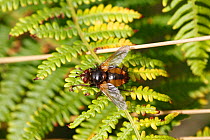 Common rufous paratie fly (Tachina fera) at rest on bracken frond, Wales, UK