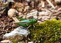 Meadow grasshopper (Chorthippus parallelus) at rest, Wales, UK