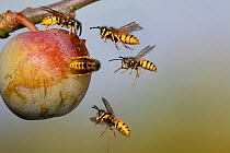 Common wasps (Vespula vulgaris) flying to and feeding on greengage fruit, UK