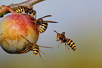 Median wasp ( Dolchovespula media) flying to and  feeding on greengage fruit, UK