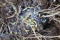 Lettuce root aphids (Pemphigus bursarius) feeding on lettuce roots, UK