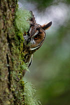 Long eared owl (Asio otus) peering round trunk of larch tree, Wales, UK, captive