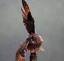 Long eared owl (Asio otus) perched on post, shaking wings in rain, Wales, UK, captive