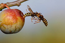 Median wasp (Dolichovespula media) two fighting in mid-air beside greengage fruit, UK