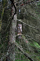 Long eared owl (Asio otus) roosting in larch tree, Wales, UK, captive