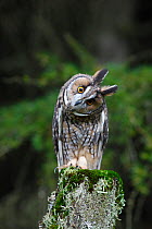 Long eared owl (Asio otus) perched on fence post, head cocked on one side, Wales, UK, captive