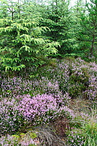 Conifer plantation takes over heather moorland, Wales, UK, August 2009