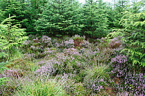 Conifer plantation takes over heather moorland, Wales, UK, August 2009