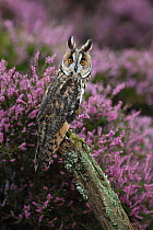 Long eared owl (Asio otus) perched on fencepost amongst flowering heather, Wales, UK, captive