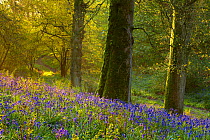 First light at dawn in the Bluebell woods at Batcombe, Dorset, England, UK