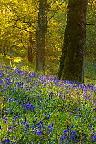 First light at dawn in the Bluebell woods at Batcombe, Dorset, England, UK