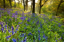 Bluebells flowering in the woods at Batcombe, Dorset, England, UK