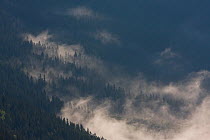 Clouds rising over forest on slopes of the Kouprova valley, Western Tatras, Carpathian Mountains, Slovakia, June 2009