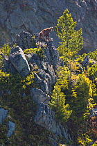 Male Tatra chamois (Rupicapra rupicapra tatrica) on rocky ridge near Arolla pines (Pinus cembra) Western Tatras, Carpathian Mountains, Slovakia, June 2009