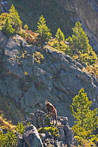 Male Tatra chamois (Rupicapra rupicapra tatrica) on rocky ridge near Arolla pines (Pinus cembra) Western Tatras, Carpathian Mountains, Slovakia, June 2009