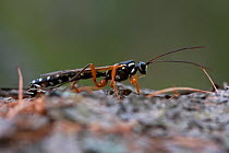 Male Ichneumon wasp (Dolichomitus imperator) looking for female on dead wood, Western Tatras, Carpathian Mountains, Slovakia, June 2009