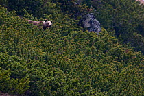 Female European brown bear (Ursus arctos), emerging from Dwarf pines (Pinus mugo) Western Tatras, Carpathian Mountains, Slovakia, June 2009