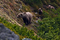 Female European brown bear (Ursus arctos) with two yearling cubs emerging from Dwarf pines (Pinus mugo) Western Tatras, Carpathian Mountains, Slovakia, June 2009