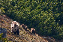 Female European brown bear (Ursus arctos) with two yearling cubs feeding amongst Dwarf pines (Pinus mugo) Western Tatras, Carpathian Mountains, Slovakia, June 2009