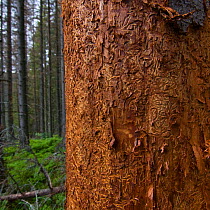 Bark of a Norway spruce (Picea abies) tree killed by Bark beetle (Scolytidae) Western Tatras, Carpathian Mountains, Slovakia, June 2009
