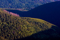 Old mountain forest with Norway spruce (Picea abies) and Mountain ash / Rowan (Sorbus aucuparia) trees, some areas with trees killed by Bark beetles (Scolytidae) Western Tatras, Carpathian Mountains,...