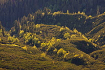 Border between mountain forest with Norway spruce (Picea abies) Mountain ash / Rowan (Sorbus aucuparia) and Arolla pine (Pinus cembra) trees and the Dwarf mountain pine (Pinus mugo) zone, Western Tatr...