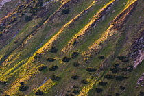 Steep mountain slope with fresh grass and scattered Dwarf mountain pine (Pinus mugo) trees, Western Tatras, Carpathian Mountains, Slovakia, June 2009