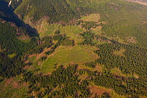 Aerial view of deforested area in spruce forest on the foothills of Mount Krivàn, High Tatras, Carpathian Mountains, Slovakia, June 2009