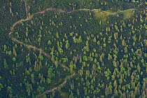 Aerial view of path in mountain forest of Norway spruce (Picea abies) Mountain ash / Rowan (Sorbus aucuparia) and the Dwarf mountain pine (Pinus mugo) zone, Western Tatras, Carpathian Mountains, Slova...