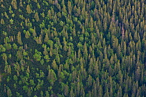 Aerial view the transition from mountain forest with Norway spruce (Picea abies) and Mountain ash / Rowan (Sorbus aucuparia) trees and the Dwarf mountain pine (Pinus mugo) zone, Western Tatras, Carpat...