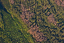 Aerial view of border between spruce forest and Dwarf mountain pine (Pinus mugo) zones showing several trees killed by Bark beetle (Scolytidae) Western Tatras, Carpathian Mountains, Slovakia, June 200...