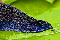Carpathian blue slug (Bielzia coerulans) close-up of the tail, endemic to the Carpathian mountains, Western Tatras, Carpathian Mountains, Slovakia, June 2009