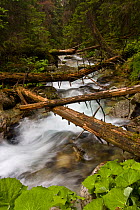 Mountain stream with fallen trees crossing pristine forest, Kouprova valley, Western Tatras, Carpathian Mountains, Slovakia, June 2009