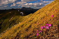 Least primroses (Primula minima) flowering on slope, Liptovske kopi, Western Tatras, Carpathian Mountains, Slovakia, June 2009