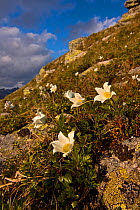 White pasque flowers (Pulsatilla alba) flowering on slope in the Liptovske kopi, Western Tatras, Carpathian Mountains, Slovakia, June 2009