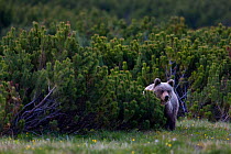 European brown bear (Ursus arctos) solitary female peering from behind Dwarf mountain pines (Pinus mugo) in mountain meadow, Western Tatras, Carpathian Mountains, Slovakia, June 2009