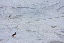 Young male Red deer (Cervus elaphus) walking on snow field to get rid of flies, Western Tatras, Carpathian Mountains, Slovakia, June 2009