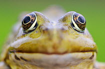 European edible frog (Rana Esculenta) close-up, Prypiat area, Belarus, June 2009