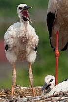 Two White stork (Ciconia Ciconia) chicks, one calling, Prypiat area, Turov, Belarus, June 2009
