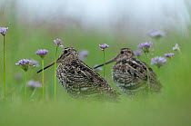 Two Great snipe (Gallinago media) near the Prypiat river, Belarus, June 2009