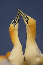Northern gannets (Morus bassanus) displaying, Saltee Islands, Republic of Ireland, May 2008